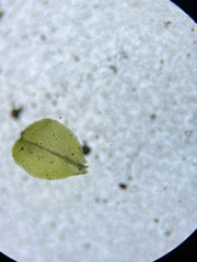 Plagiomnium rostratum