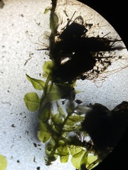 Plagiomnium rostratum