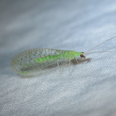 Pseudomallada perfectus