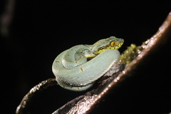Bothrops bilineatus