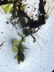 Plagiomnium rostratum