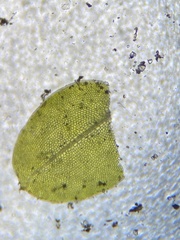 Plagiomnium rostratum