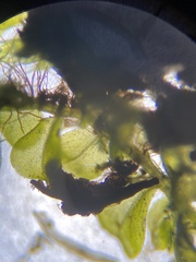 Plagiomnium rostratum