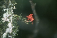 Fernandezia subbiflora