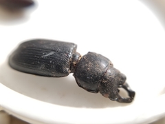 Platycerus marginalis