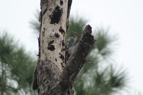 Melanerpes carolinus image
