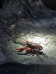 Euastacus