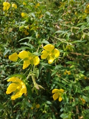 Ludwigia bonariensis