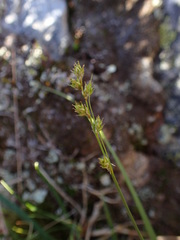 Carex brunnescens sphaerostachya