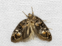 Eulechria callidesma