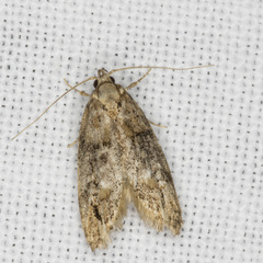 Eulechria callidesma