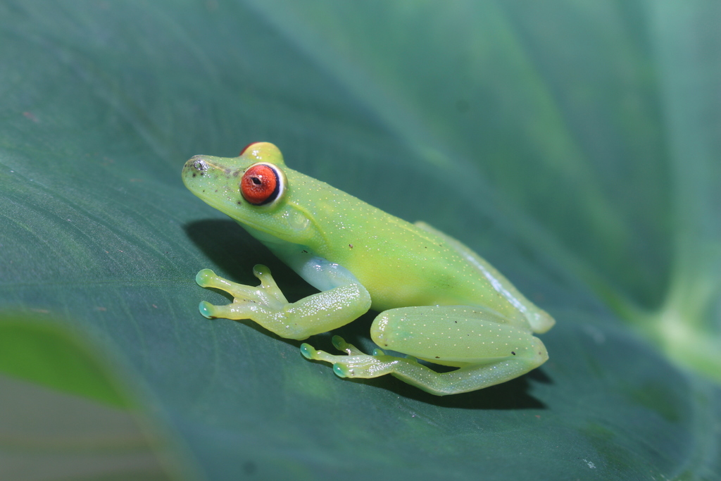 Weygoldt's Tree Frog in December 2018 by Omar Rojas-Padilla · iNaturalist