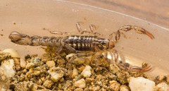 Superstitionia donensis