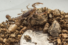 Superstitionia donensis