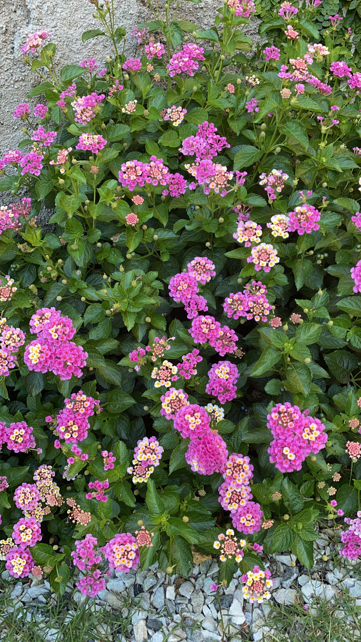 Lantana camara