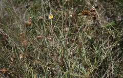 Ursinia discolor