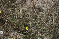 Ursinia discolor