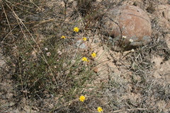 Ursinia discolor