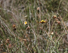 Ursinia discolor