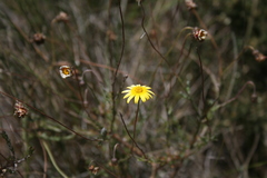 Ursinia discolor