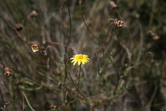 Ursinia discolor