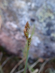 Carex lachenalii