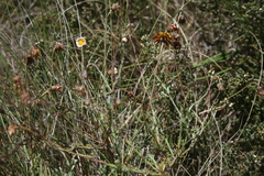 Ursinia discolor