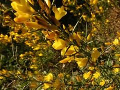 Ulex australis