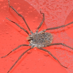 Ortholasma levipes