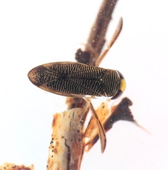 Hesperocorixa sahlbergi