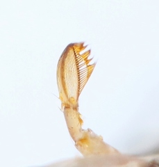 Hesperocorixa sahlbergi