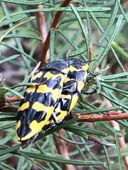 Cyrioides imperialis