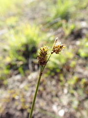 Carex stylosa