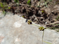 Carex stylosa