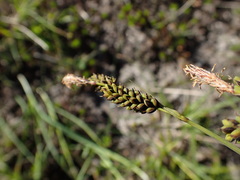Carex stylosa