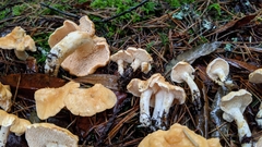 Hydnum melleopallidum