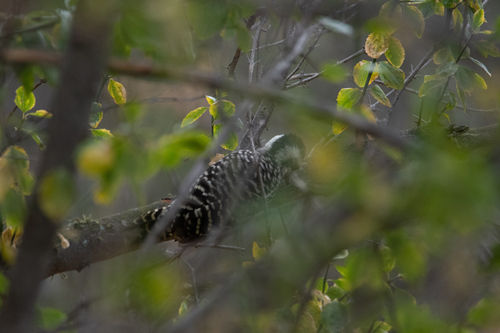 Striped Woodpecker