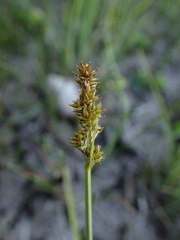 Carex arcta