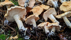 Hydnum melleopallidum