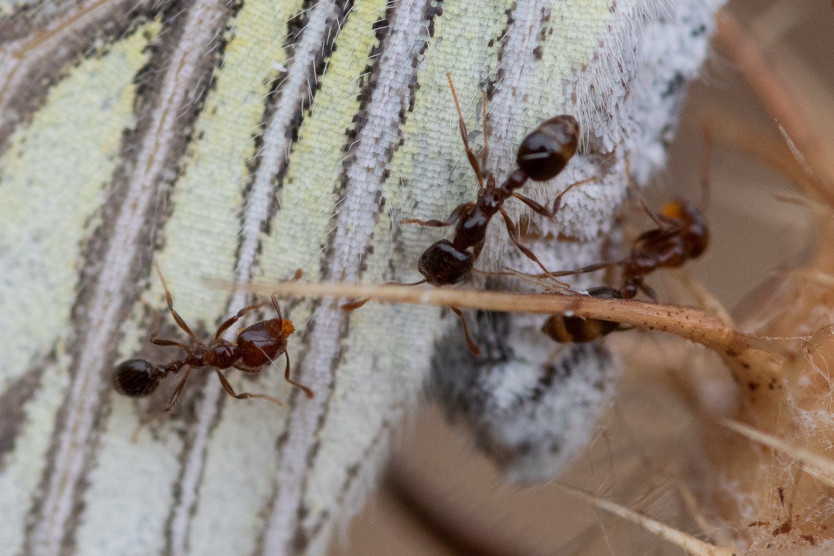 Solenopsis gayi