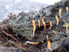 Multiclavula vernalis