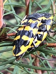 Cyrioides imperialis