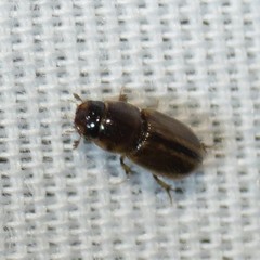 Labarrus cincticulus