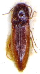 Glyphonyx vittatus