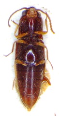 Glyphonyx vittatus