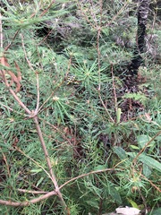 Cyrioides imperialis