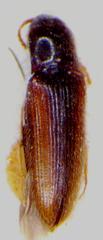 Glyphonyx vittatus