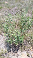 Nidorella ivifolia