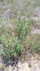 Nidorella ivifolia