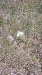 Hypoxis villosa